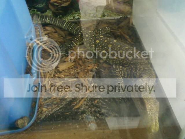 croc2.jpg