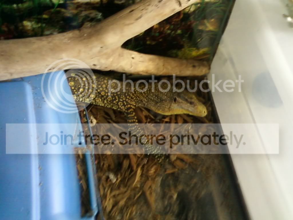 croc3.jpg