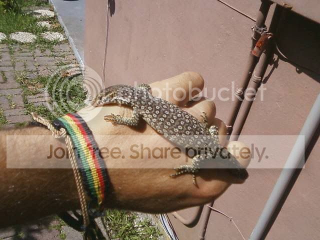 timor.jpg