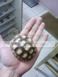 tortoise1.jpg