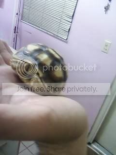 tortoise2.jpg