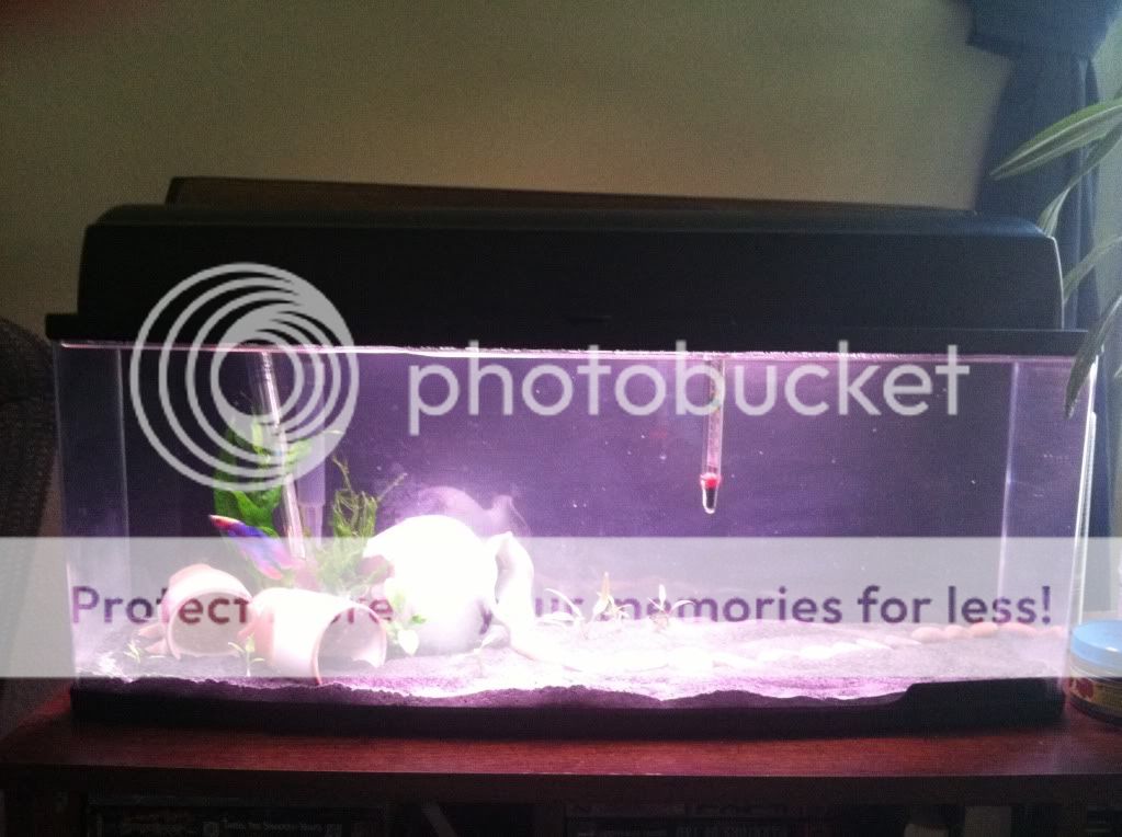 6.6 gallon bookshelf aquarium Nano Aquariums Aquatic Plant Central