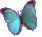 blue butterfly