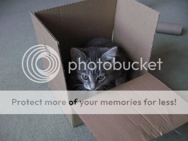 Lily.jpg