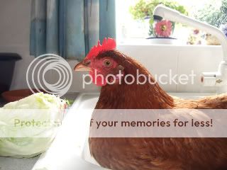 chickinkitchen003.jpg